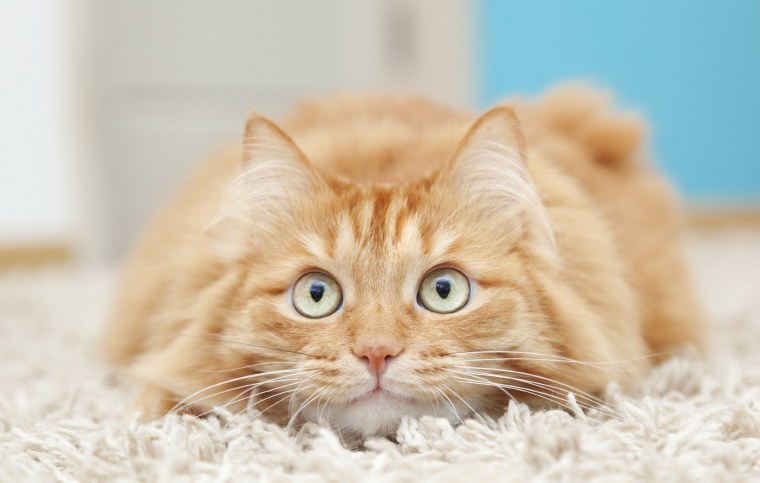 Красивые рыжие котики