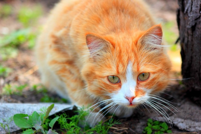 Морда рыжего кота