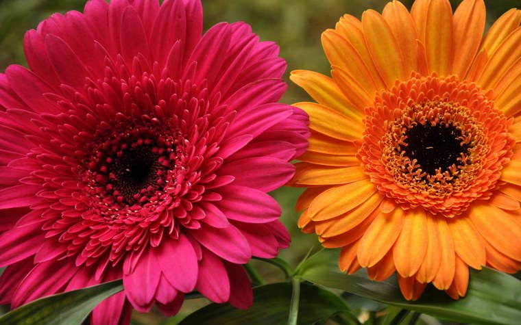 Гербера Абиссинская