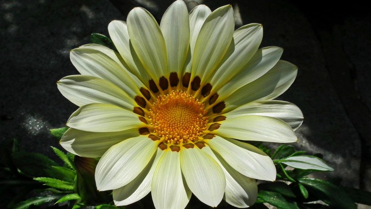 Гацания белая