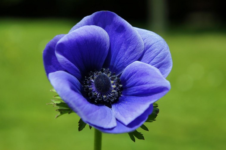 Anemones цветы синие
