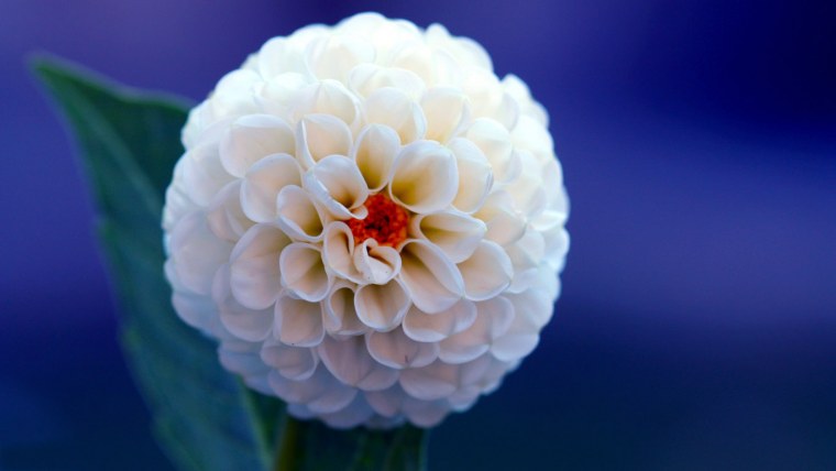 Георгины липома