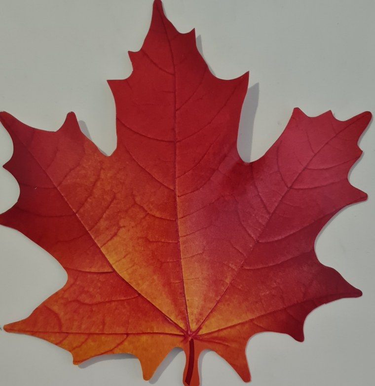 Клен дерево листья