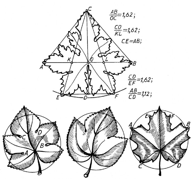 Флаг Канады черно белый