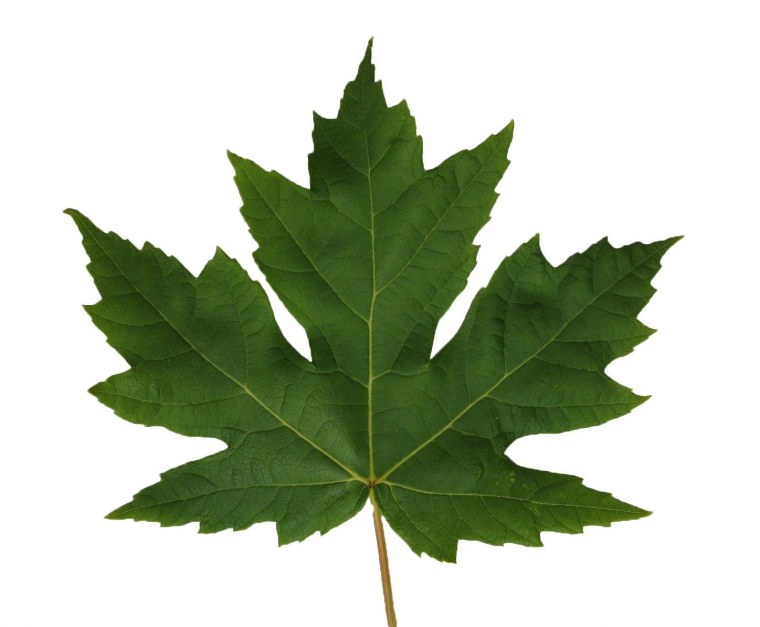 Кленовый лист Канада