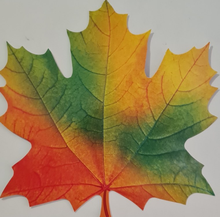 Осенний кленовый лист