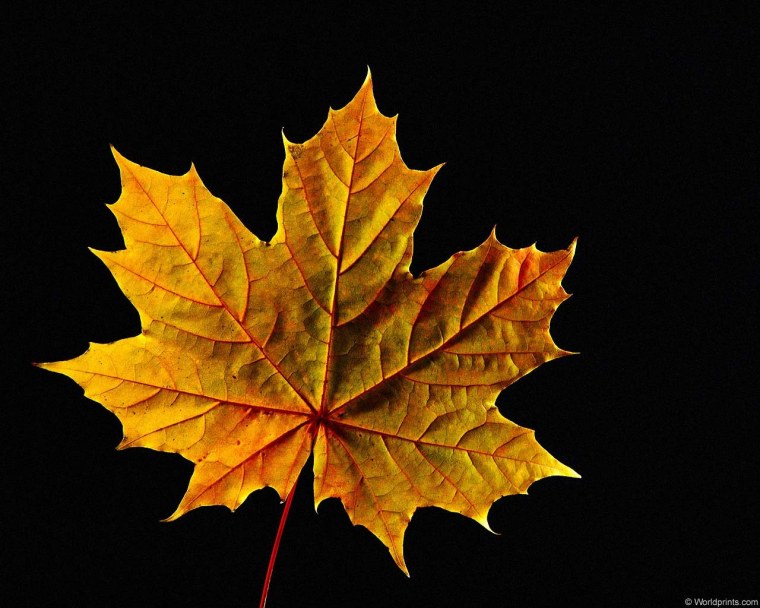 Красный кленовый лист