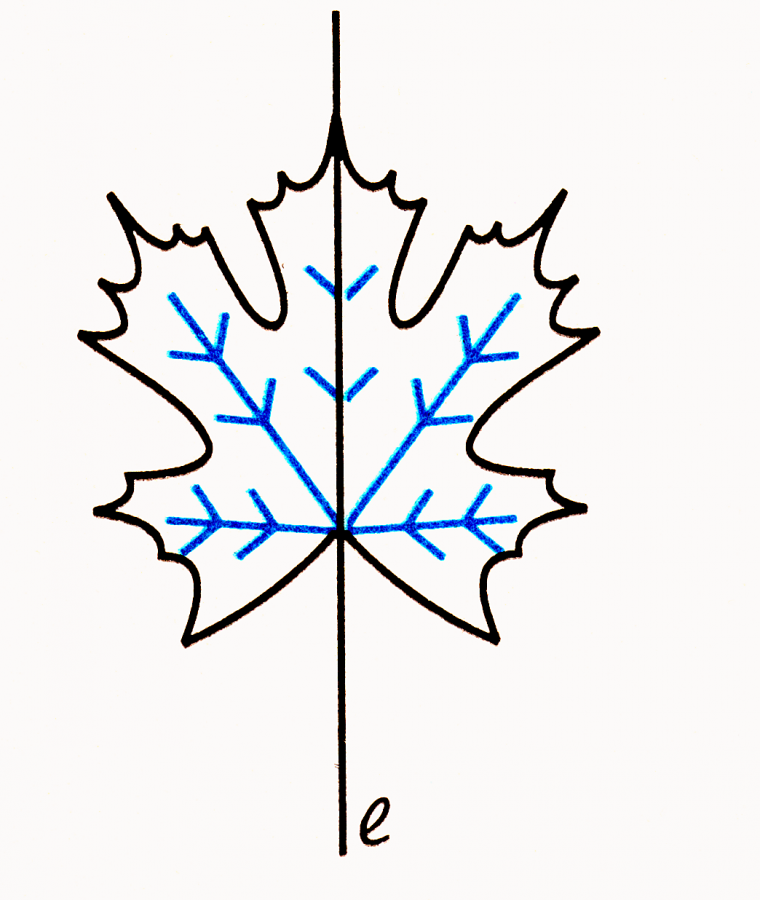 Кленовый лист рисунок