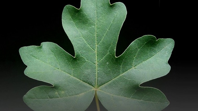 Клиновый лист стилизованный