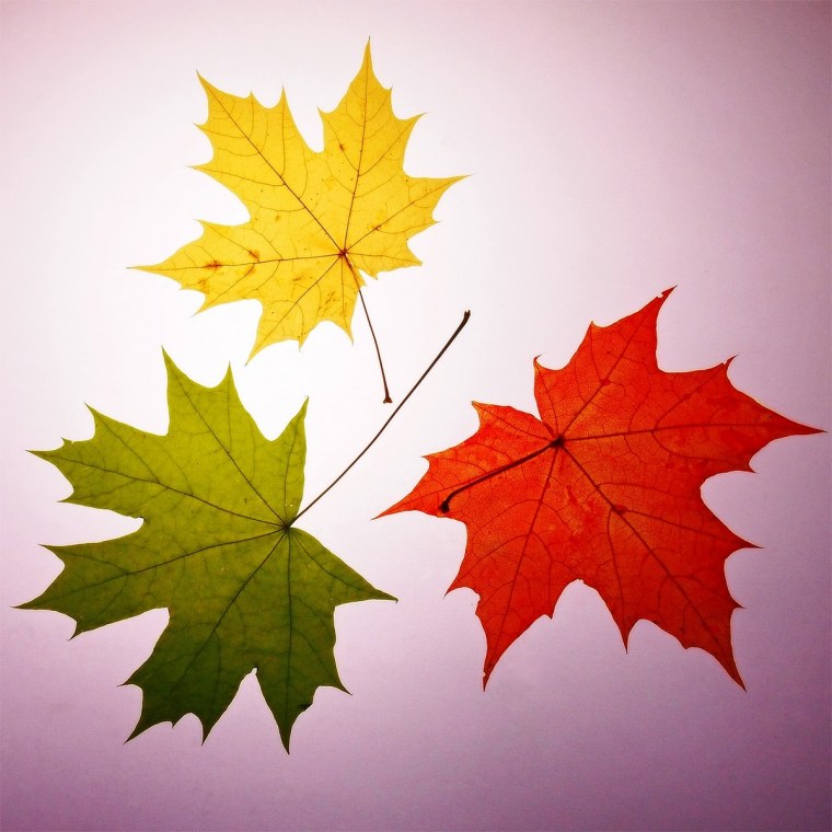 Кленовый лист схема