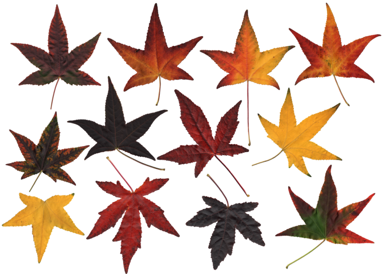 Листья клен темно зеленые