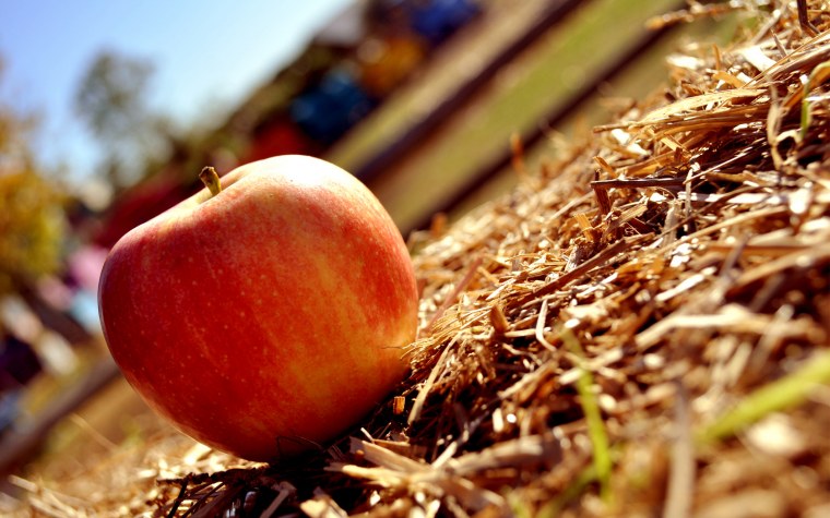 Яблоки на земле