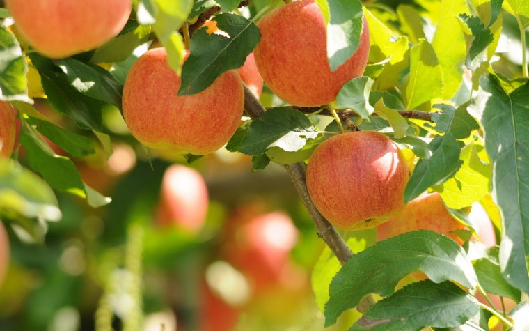 Яблоки Пирос сады Белогорья