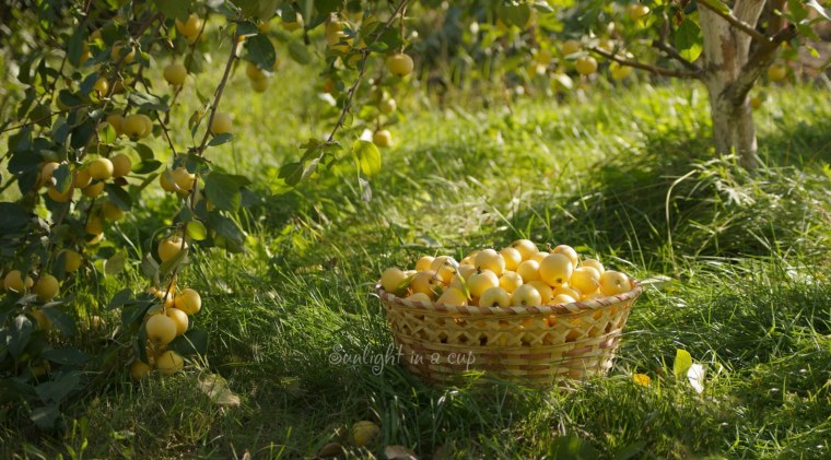 Август природа Яблоневый сад