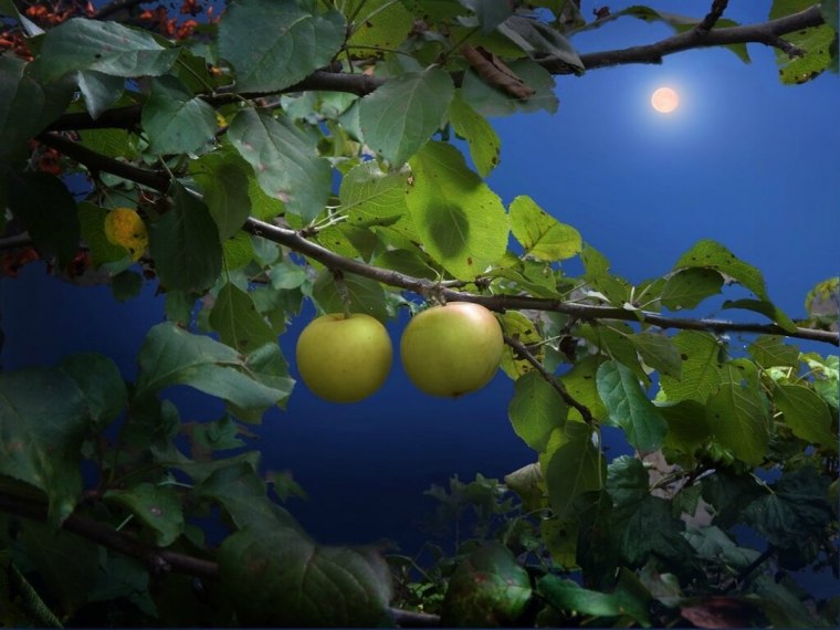 Яблоневый сад вечером