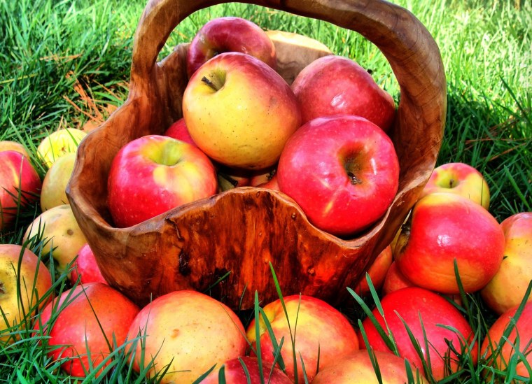 Яблоня Услада