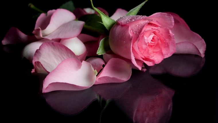 Темно розовые розы