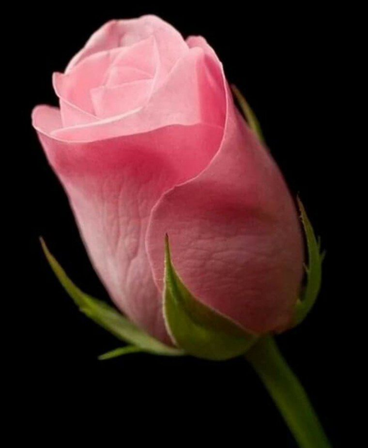 Пионы на черном фоне