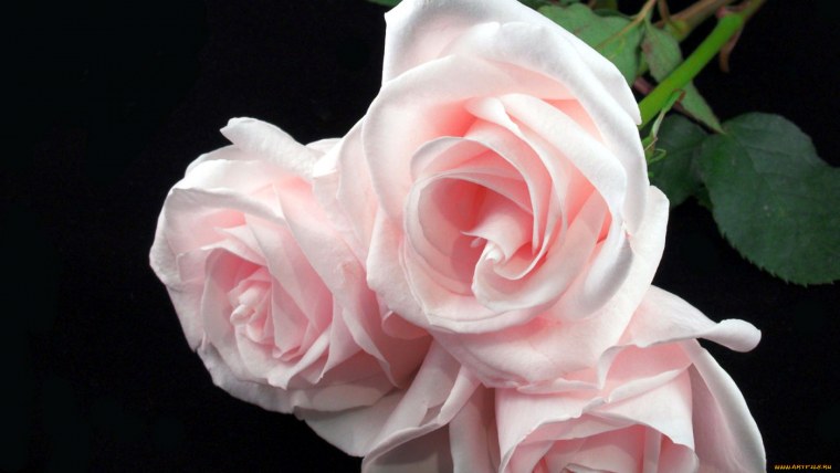 Розовые розы на черном фоне