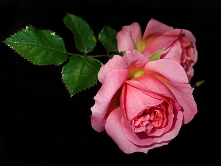 Бутон на черном фоне