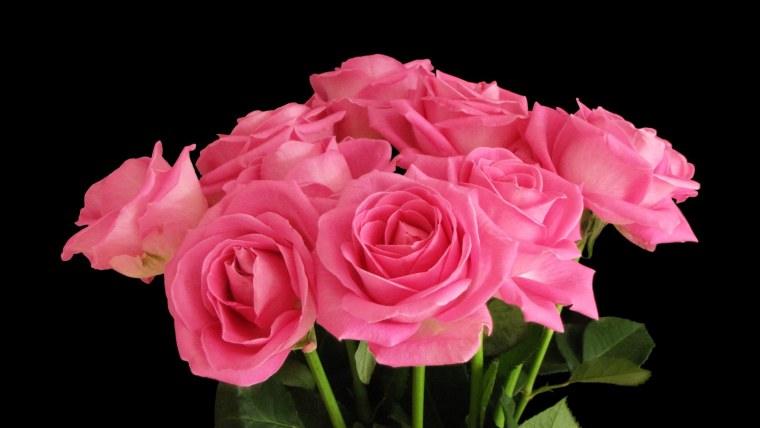 Очень красивые цветы на черном фоне