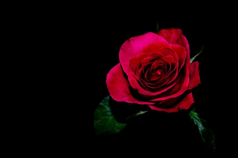 Цветы на черном фоне