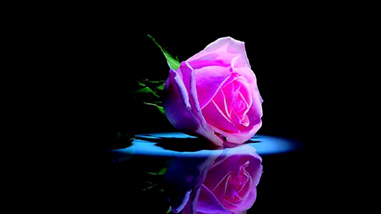 Розовые розы на черном фоне