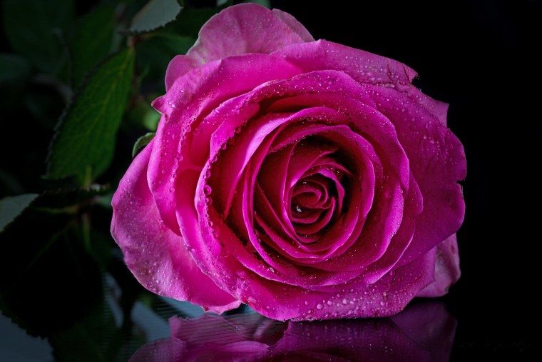 Одинокая розовая роза