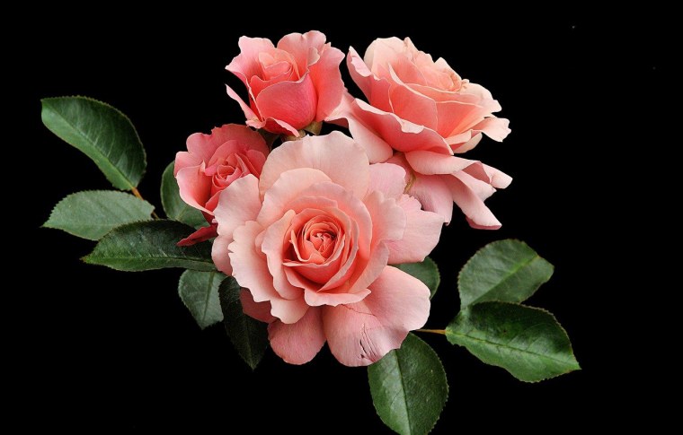 Розовые розы на черном фоне