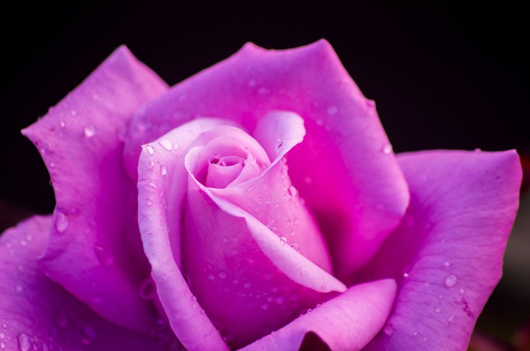 Роза на черном фоне