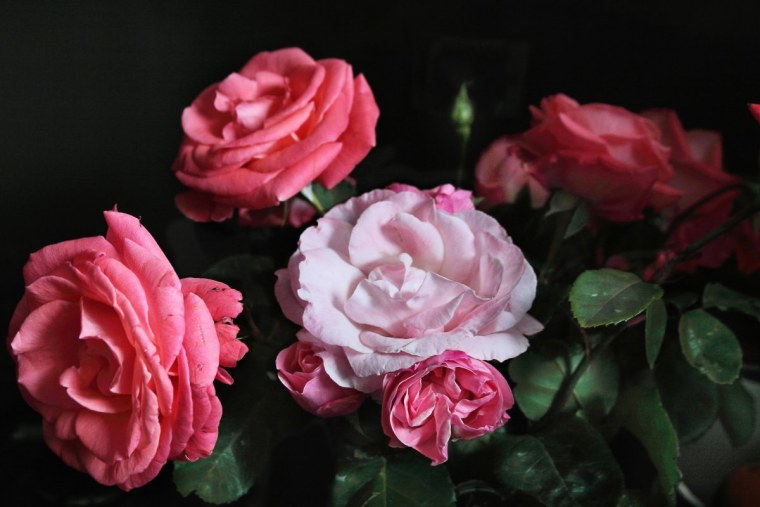 Цветы в отражении