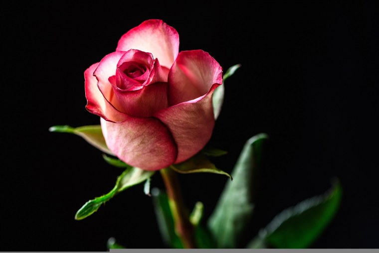 Черный фон с цветами