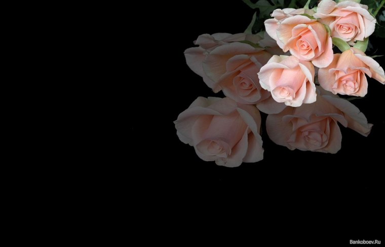 Темно розовые розы