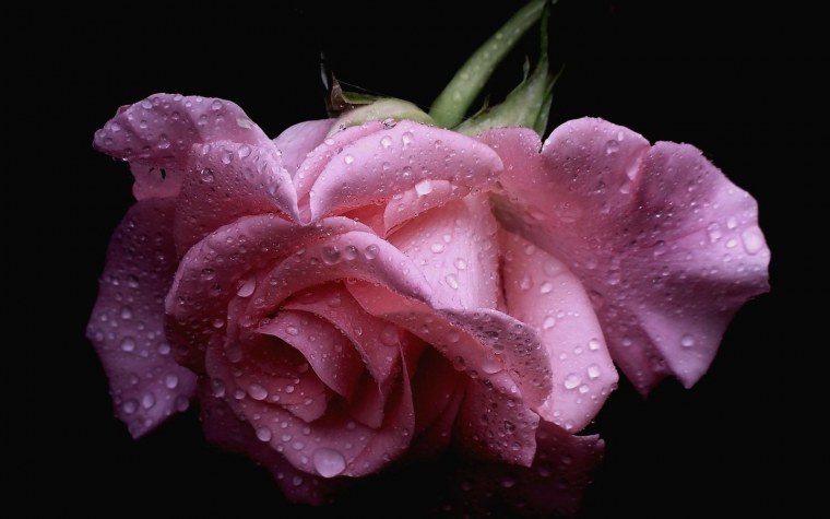 Фиолетовая роза с каплями