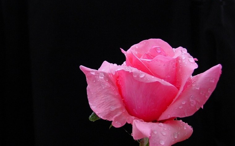 Нежные цветы на темном фоне