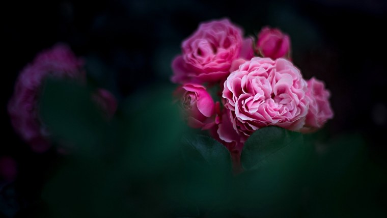 Цветы розы на черном фоне