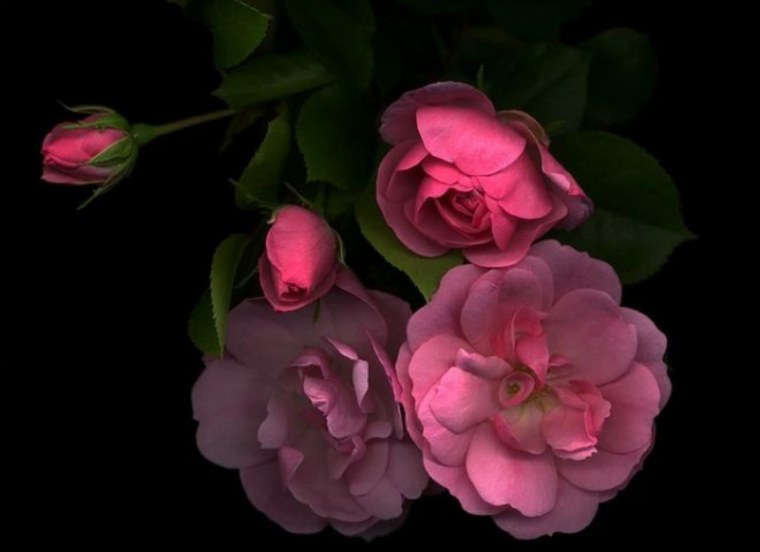 Серо розовые цветы