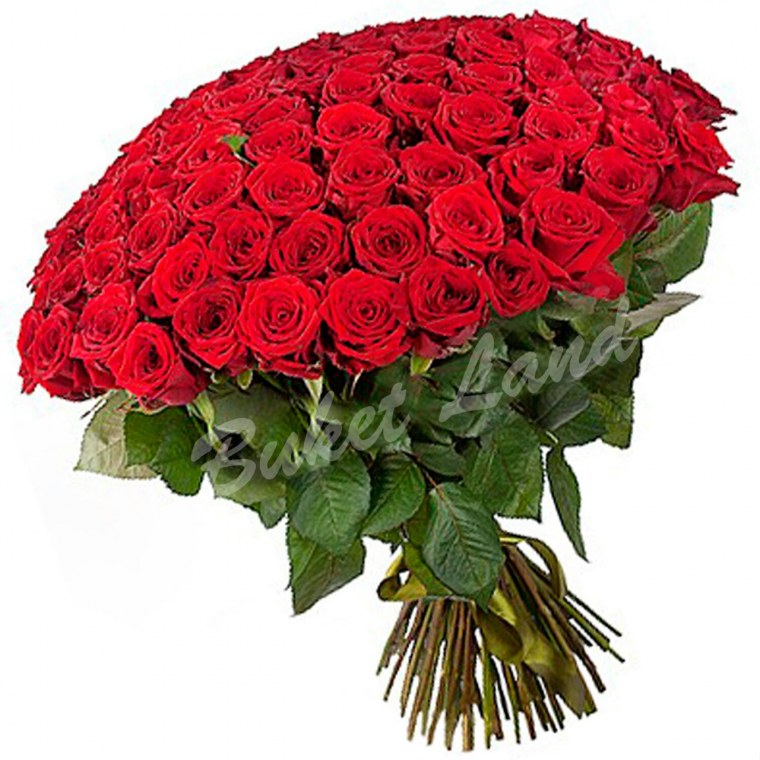 Букет роз огромный