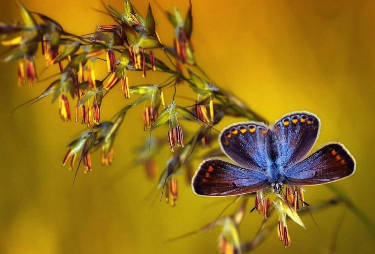 Ночная бабочка Баттерфляй цветок