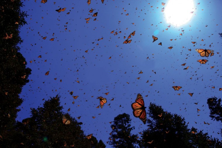 Цветущая ветка и бабочки