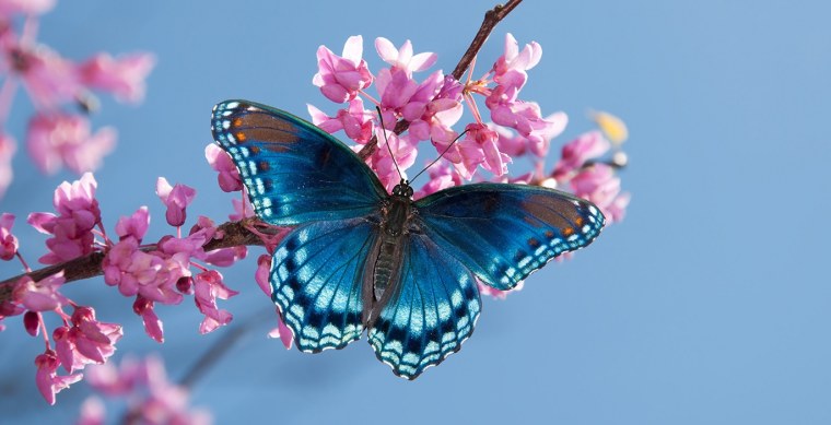 Картинки на рабочий стол бабочки