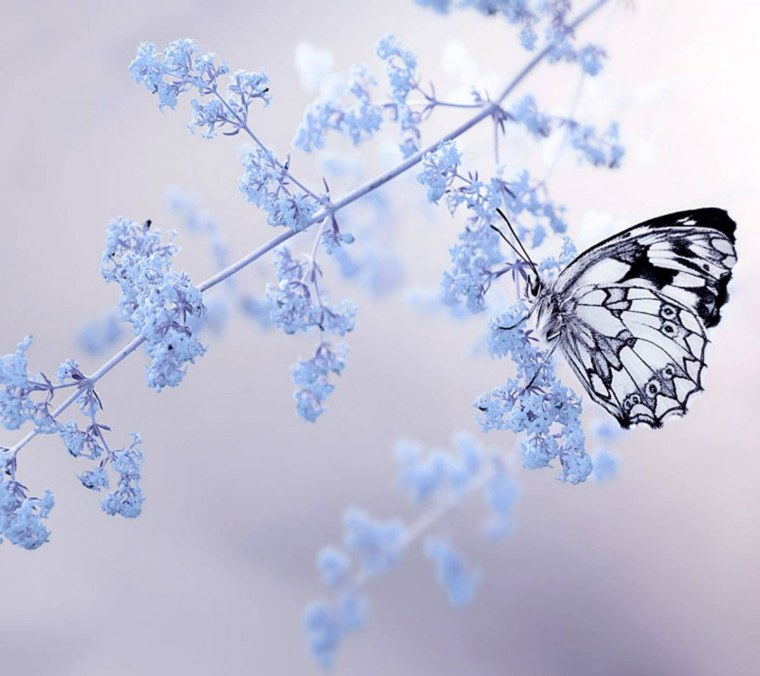 Отпустить бабочку