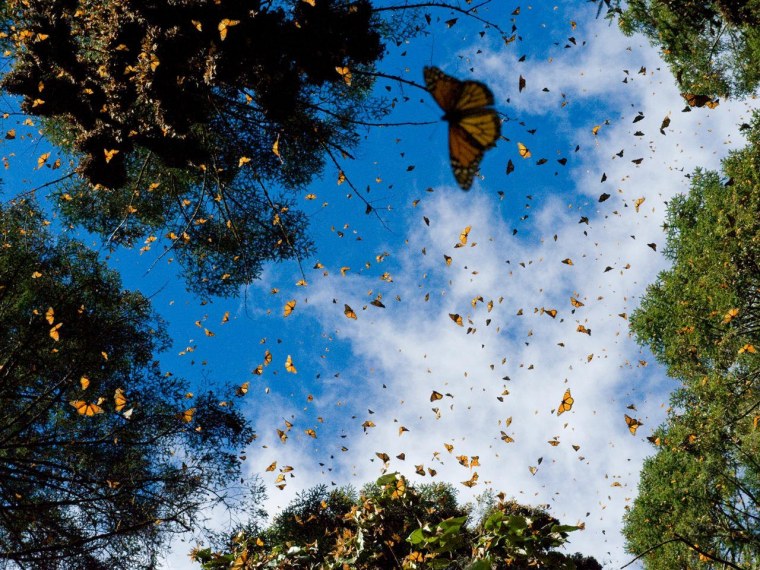 Голубые бабочки Эстетика