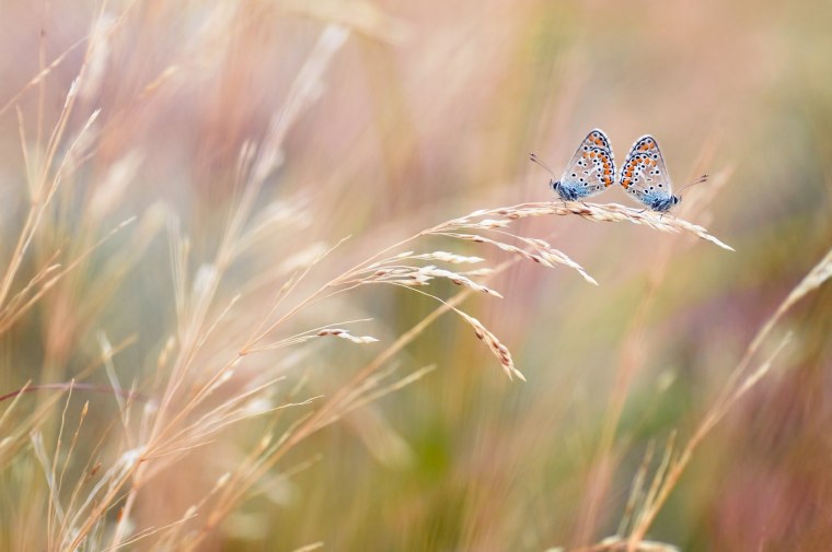 Порхающие бабочки