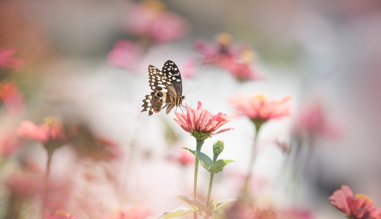 Бабочка на солнце