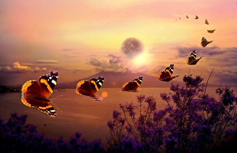 Много бабочек