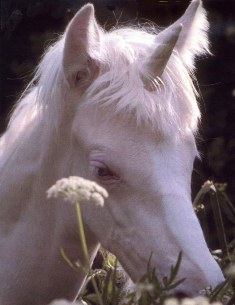 Единорог тумблер