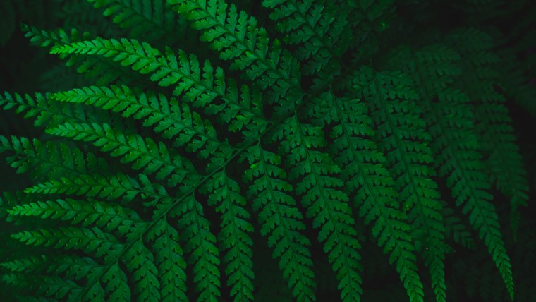 Обои листья папоротника