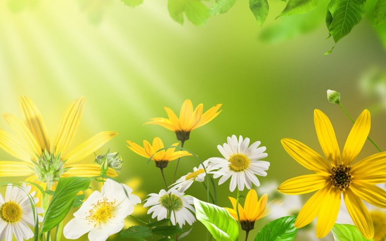 Проект лекарственные растения