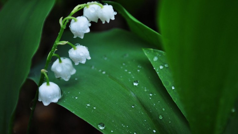 Капский Ландыш